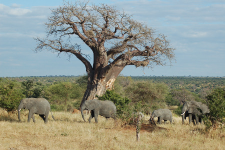 Tarangire