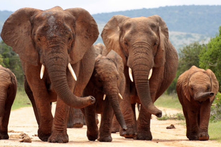 Rondreis Zuid Afrika