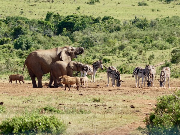 Game drive | Addo Elephant Park