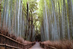 Kyoto | Bamboe bos Arashiyama