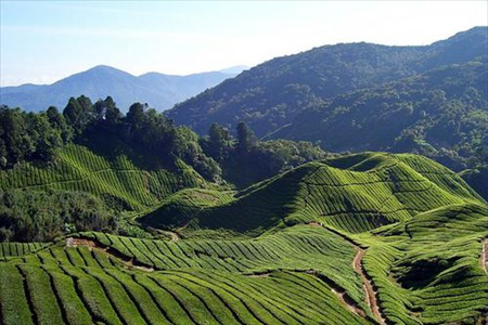 Cameron Highlands Maleisië