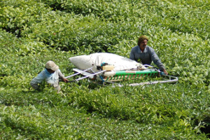 Cameron Highlands | Rondreis Maleisië