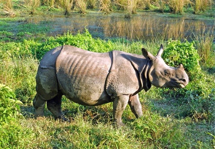 Chitwan N.P.