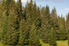Ardennen