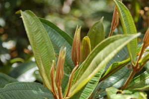 Monteverde | Maria plant