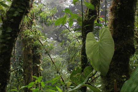 Monte Verde Costa Rica