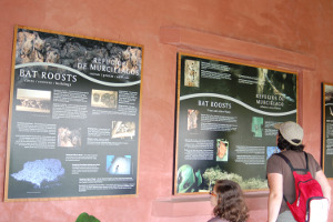 Monteverde | Bat Jungle