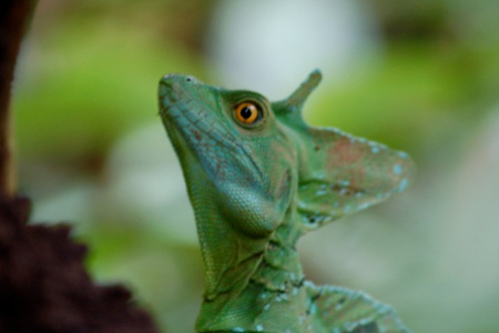 Reisgids Costa Rica | Sarapiqui