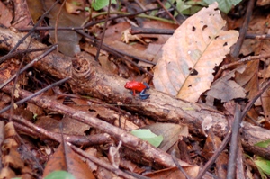 Sarapiqui