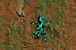 Sarapiqui