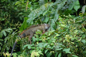 Tortuguero