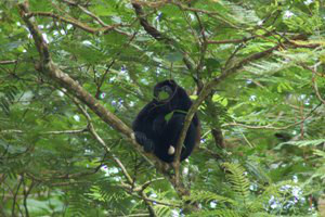 Tortuguero