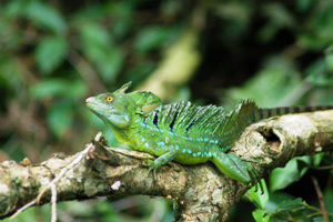 Tortuguero