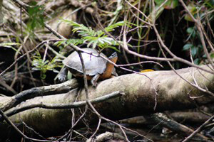 Tortuguero