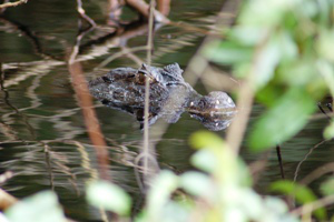 Tortuguero