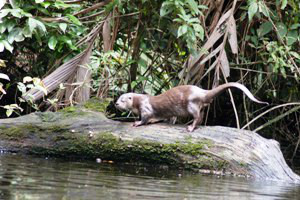 Tortuguero