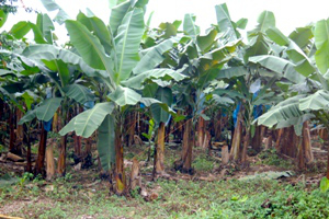 Tortuguero