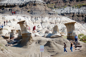 Drumheller |Skunk Cabbage Boardwalk Trail