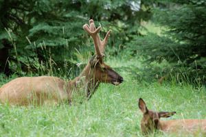 Jasper | Rondreis Canada