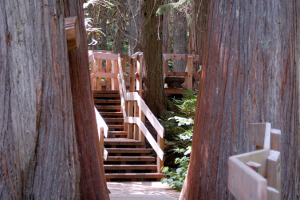 Revelstoke | Giant Cedar boardwalk trail