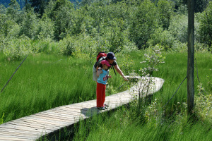 Revelstoke |Skunk Cabbage Boardwalk Trail