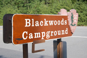 Blackwoods