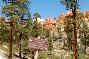 Bryce Canyon | Rondreis Zuidwest Amerika