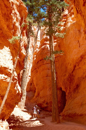 Bryce Canyon | Rondreis Zuidwest Amerika