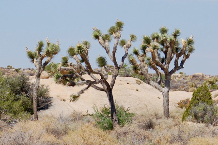 Joshua Tree