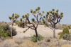 Josua Tree