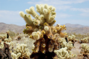 Joshua Tree | Rondreis Zuidwest Amerika