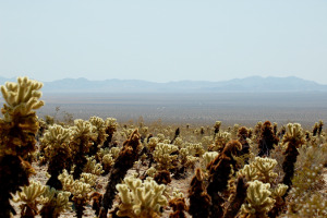 Joshua Tree | Rondreis Zuidwest Amerika