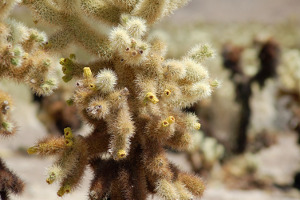 Joshua Tree | Rondreis Zuidwest Amerika