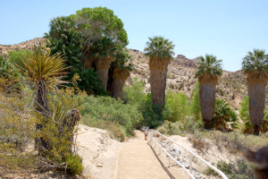 Joshua Tree NP | Rondreis Zuidwest Amerika