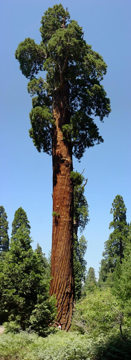 Sequoia