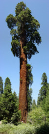 Sequoia NP